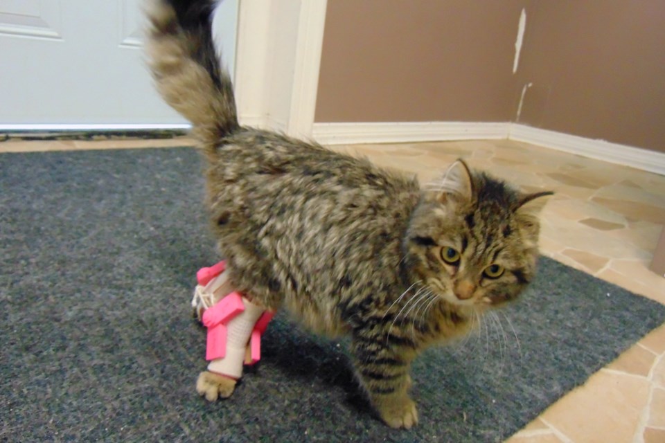 Carly the cat now has custom 3D-printed leg braces that allow her to stand. Photo provided