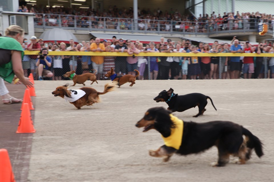 Dogs race toward the finish line at the annual Grand River Raceway Wiener Dog Races. Karen K. Tran for GuelphToday.com