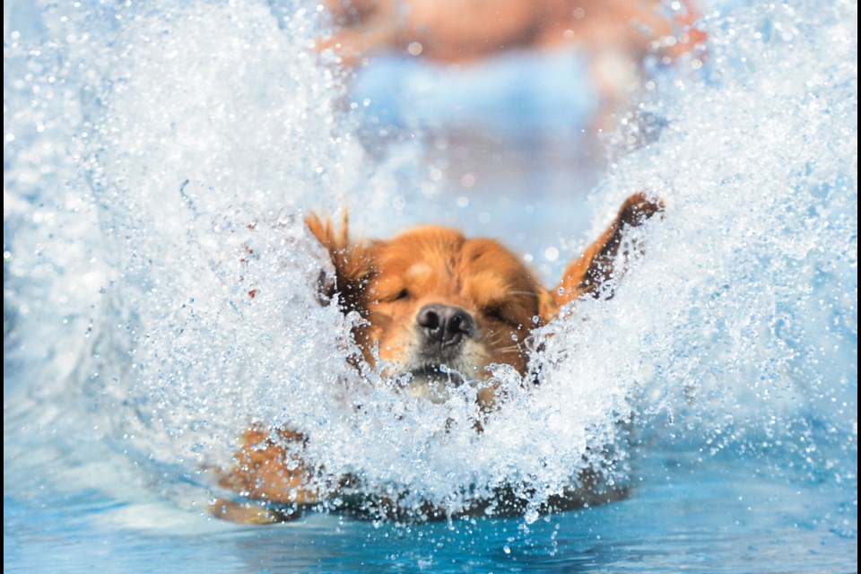 Making a big splash at the dockdogs Dog Diving event that was held all weekend at Ren's Pet Depot in Aberfoyle. Tony Saxon/GuelphToday