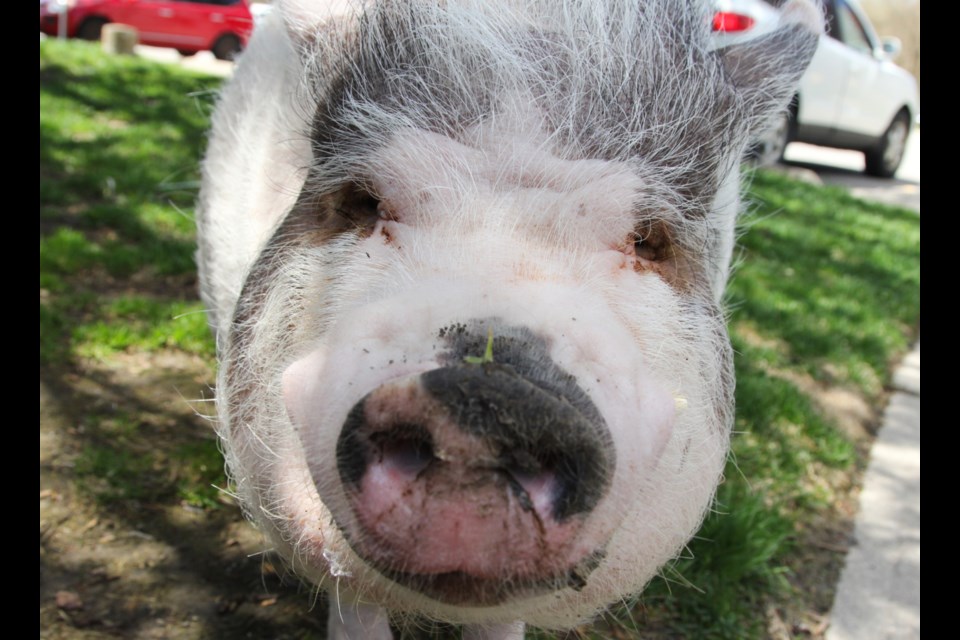 Frankie the 165-pound pot-bellied pig makes, its owners say, a great pet.