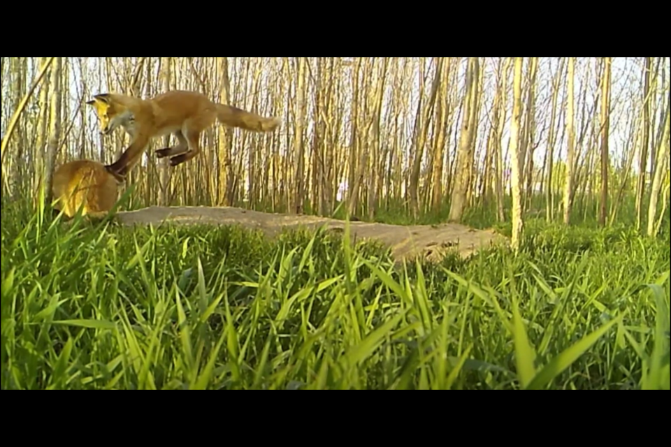 Two kits play-fight at the entrance of their den on Friday. Screenshot