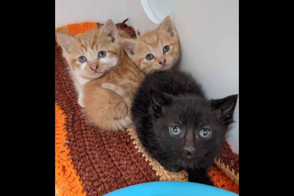 Three kittens, two orange/white mixes and one black, cuddle on a red blanket. Supplied photo