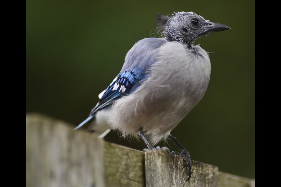 A blue jay going through the summer molt sits on a fence in east Guelph.
