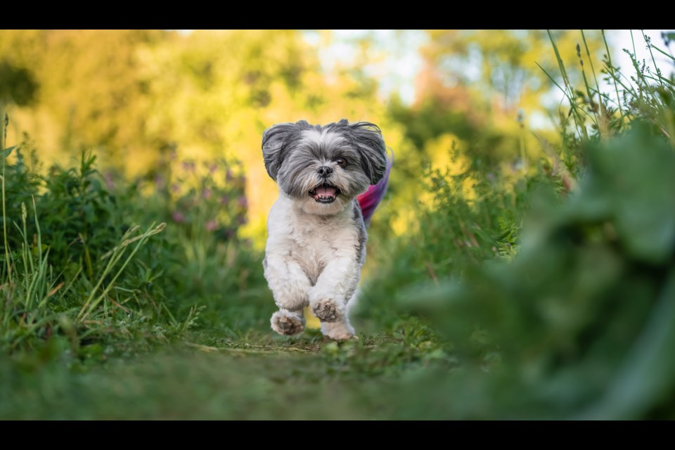 Laura Wombwell photographed former puppy mill dogs, like this shih tzu running through a field.
