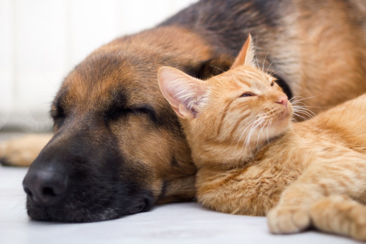 Network launches to represent pet proprietors throughout province Network launches to represent pet proprietors throughout province