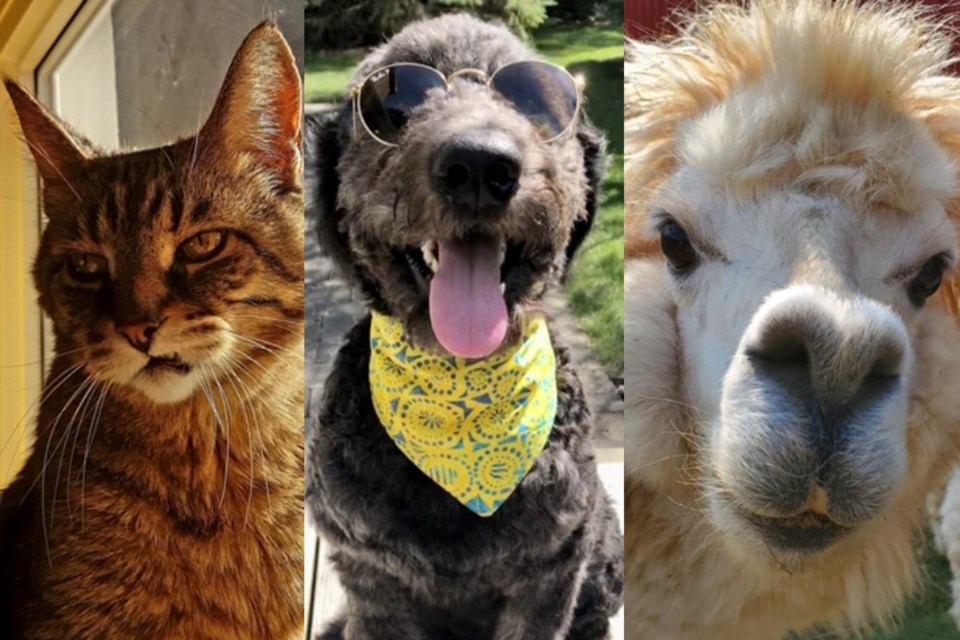 Chucky the cat, Phoobert the dog, and Boris the alpaca have all been entered into the Fixed Gear photo contest. 