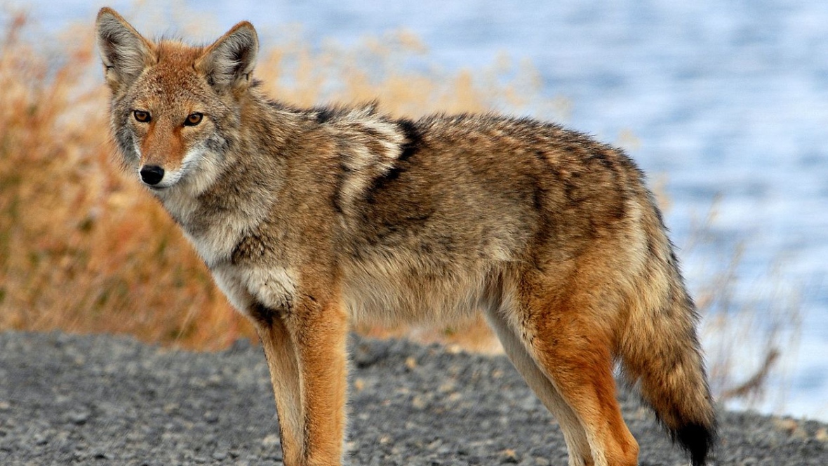 Living with coyotes: It's about learning how to 'co-flourish' - Guelph News