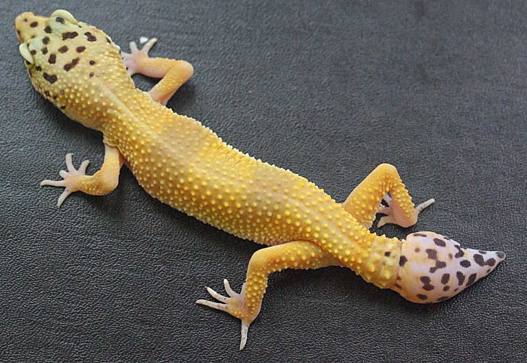 A leopard gecko with tail regeneration in progress. Supplied photo