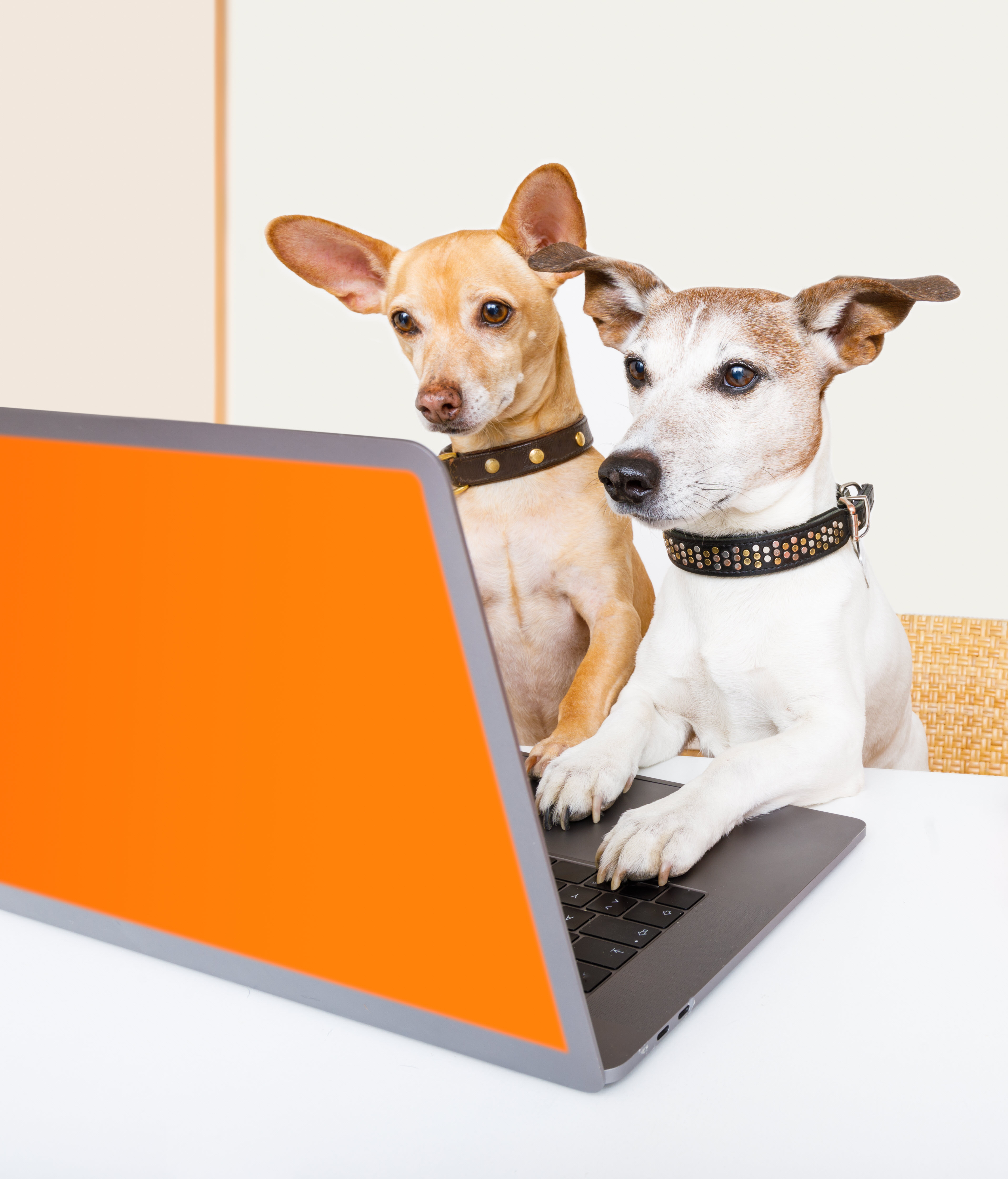 online dog behaviorist