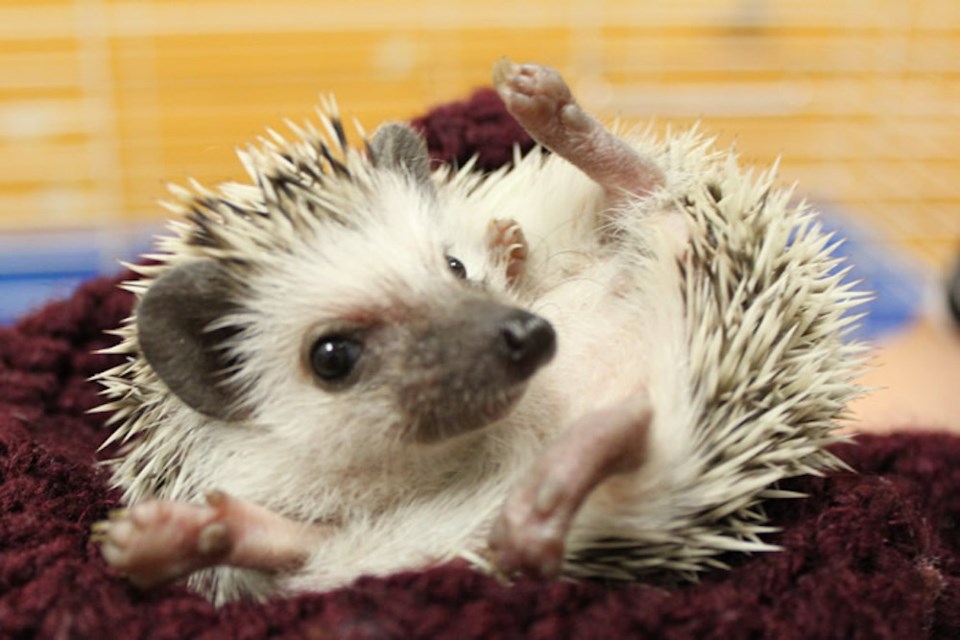 There has never been a hedgehog up for adoption at the GHS. (GHS supplied photo)