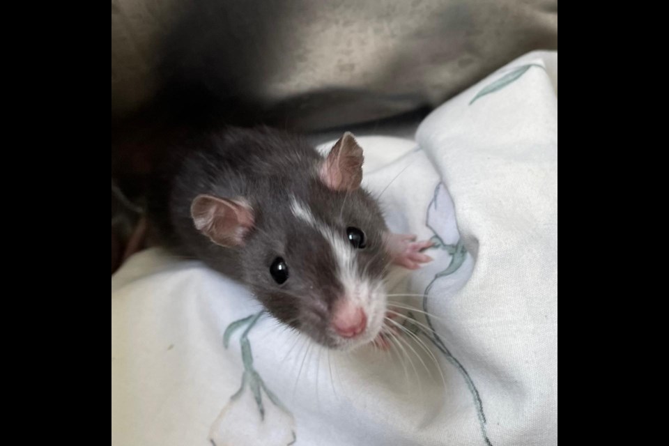A rat snuggles in a blanket at the Guelph Humane Society after being surrendered recently. Supplied photo