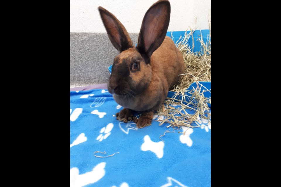 Rhea is available at the Guelph Humane Society.