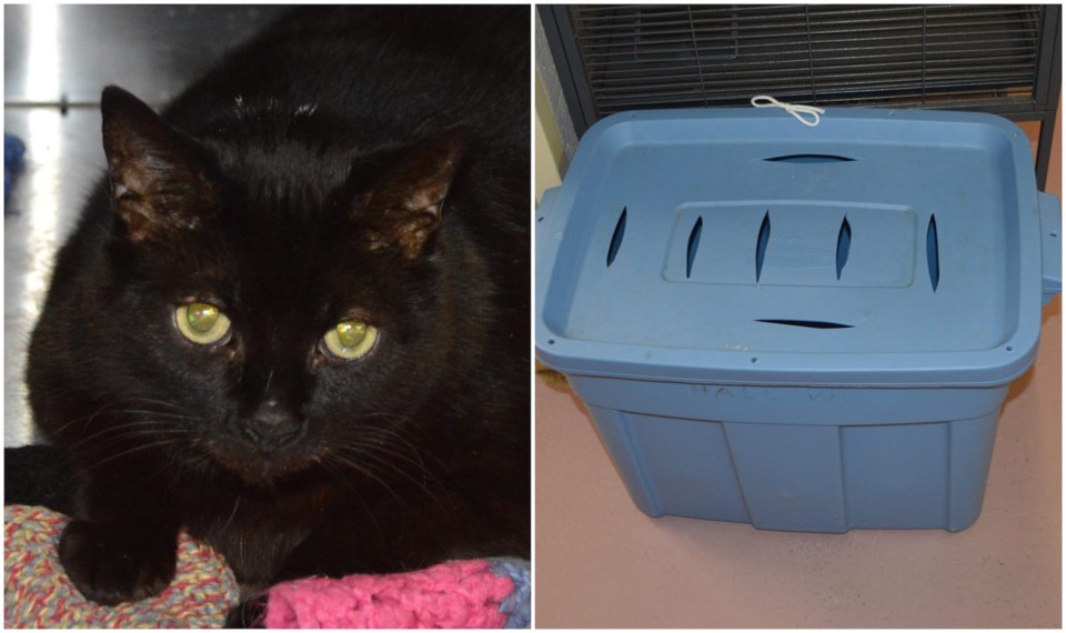 Cat found in tote bin