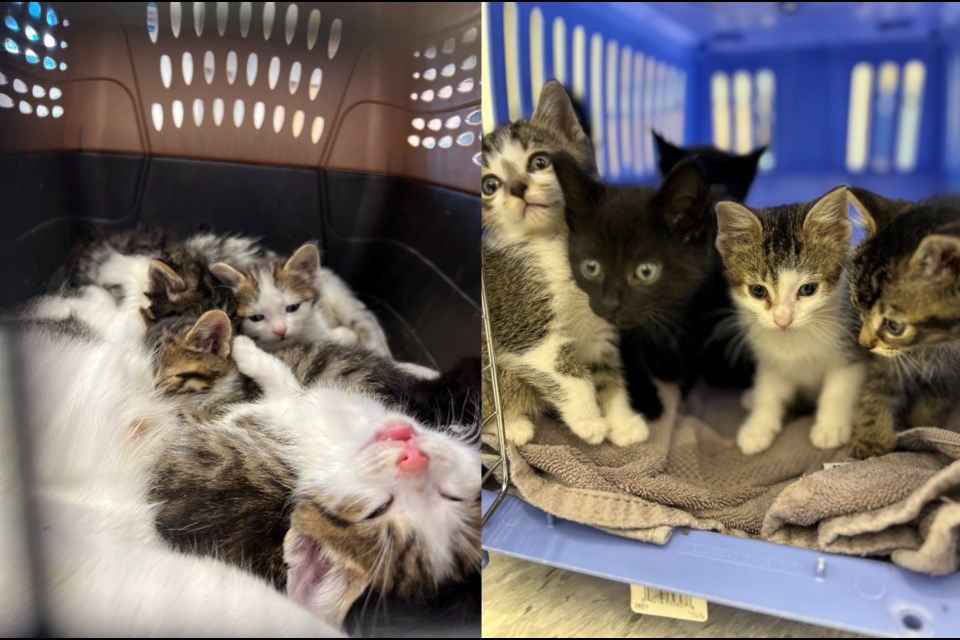 Humane society free sales kittens
