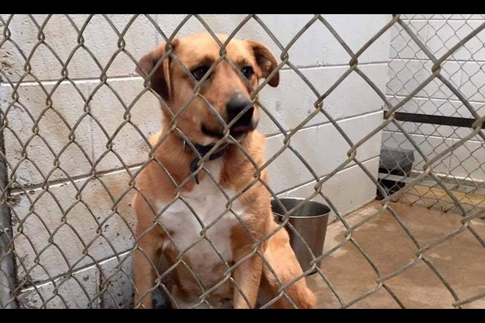 One of the dogs Barlee's Angels is working to rescue from a shelter in Mississippi. Supplied photo