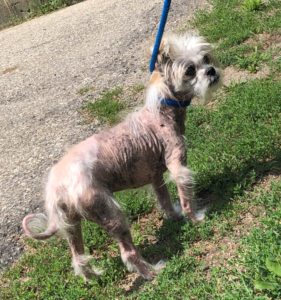 Shih tzu deals hair fall