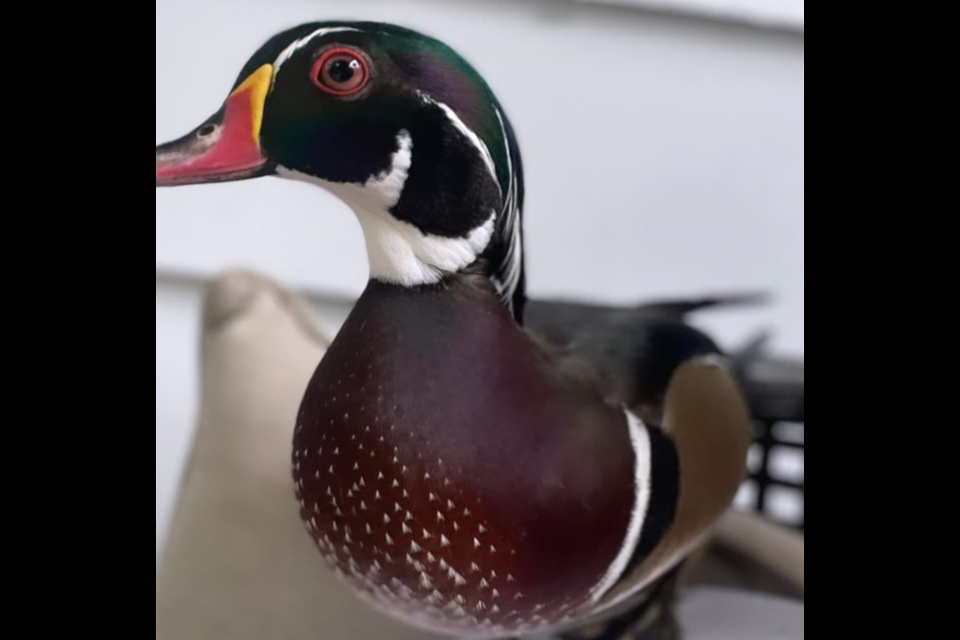 Wade the wood duck has been missing since Friday. 