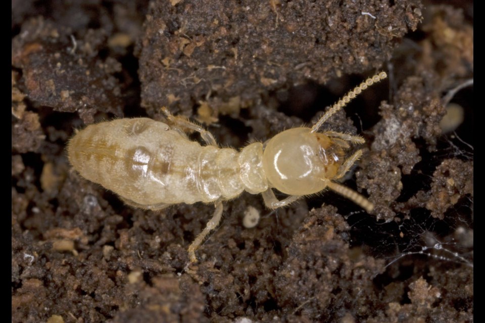 The eastern subterranean termite.