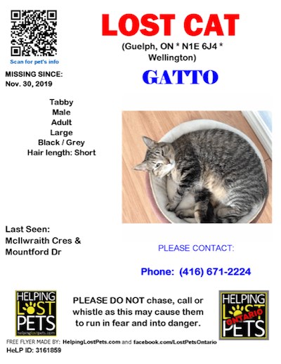 2019-12-04 lost cat Gatto