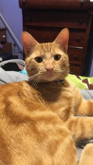 2020-03-25 Lost Cat Guelph