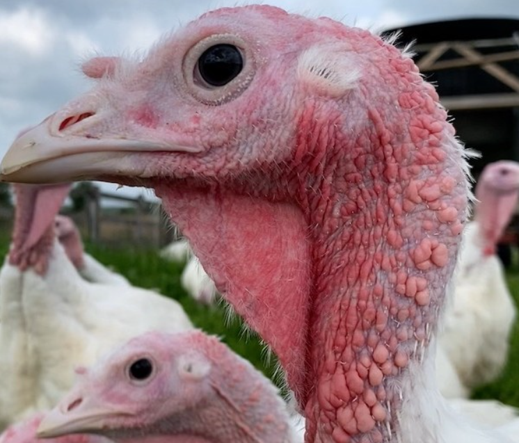 Moral Eats Turkeys