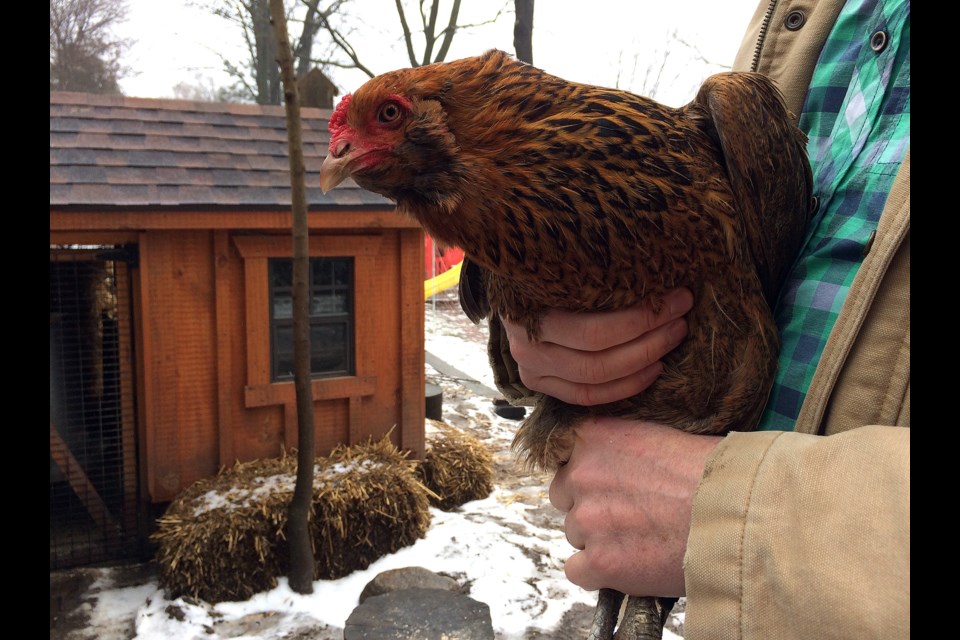 Mike Craig holds one of the chickens he raises in his backyard. Barb McKechnie for GuelphToday