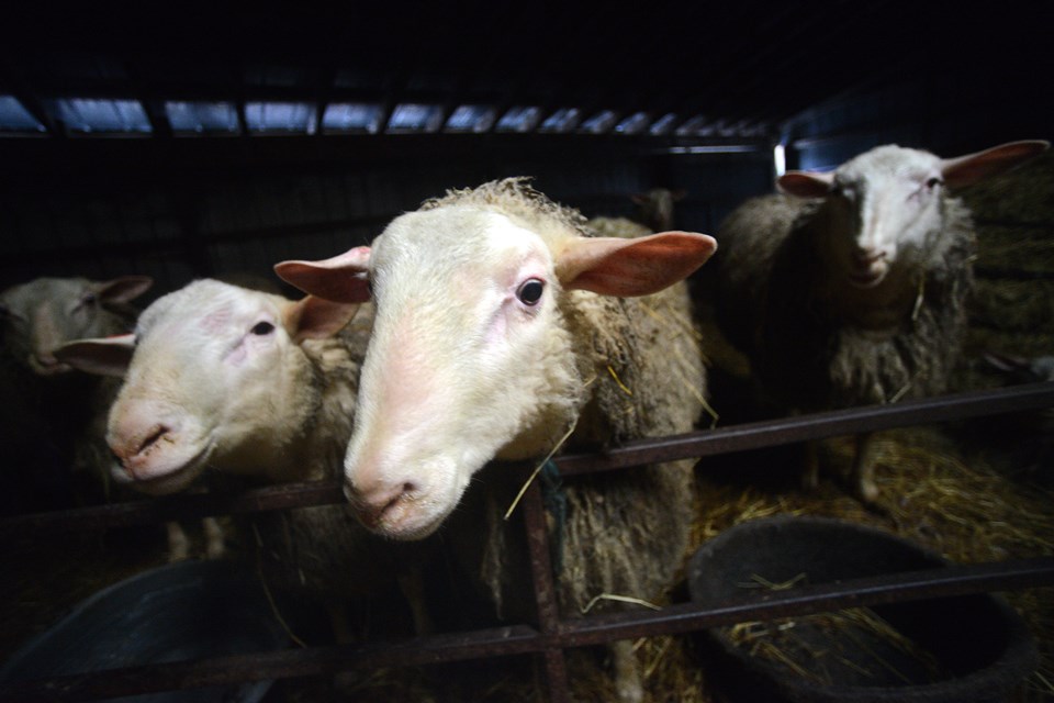 English milk sheep at the Arthur-area farm of Elisabeth and Eric Bzikot, founders of Best Baa Dairy. Tony Saxon/GuelphToday