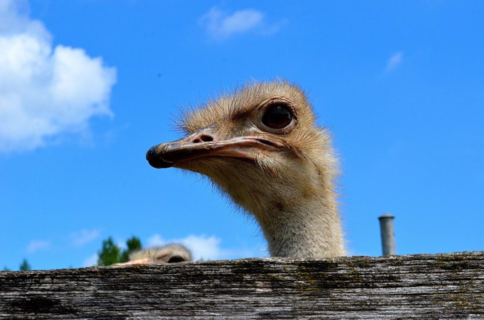 Ostrich looks over fence