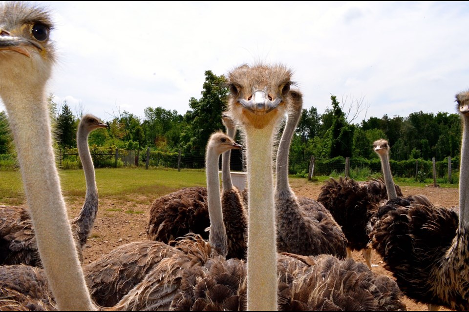 A teenage ostrich appears to smile for the camera. Photo by Troy Bridgeman. 
