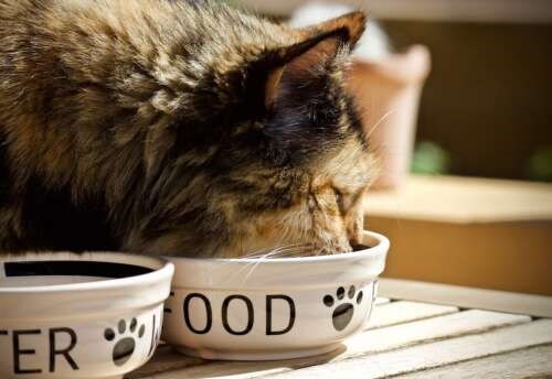 cat-food-dish-500x344