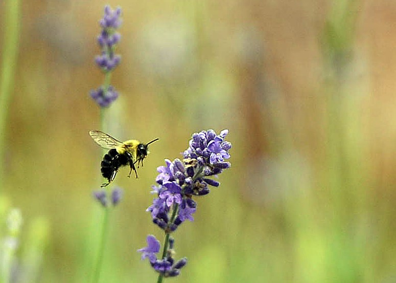 A bee checks out a flower in a pollinator garden. Tony Saxon/GuelphToday