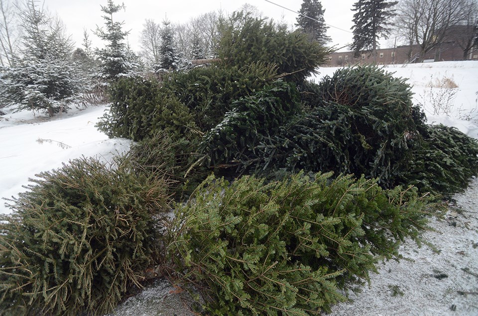 Volunteers will collect more than 3,000 Christmas trees Guelph News
