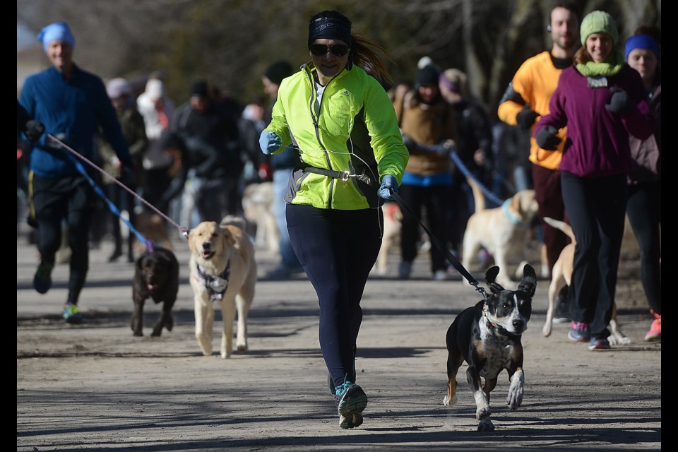 The 2018 OVC Pet Trust Dog Jog event. Tony Saxon/GuelphToday file photo. 