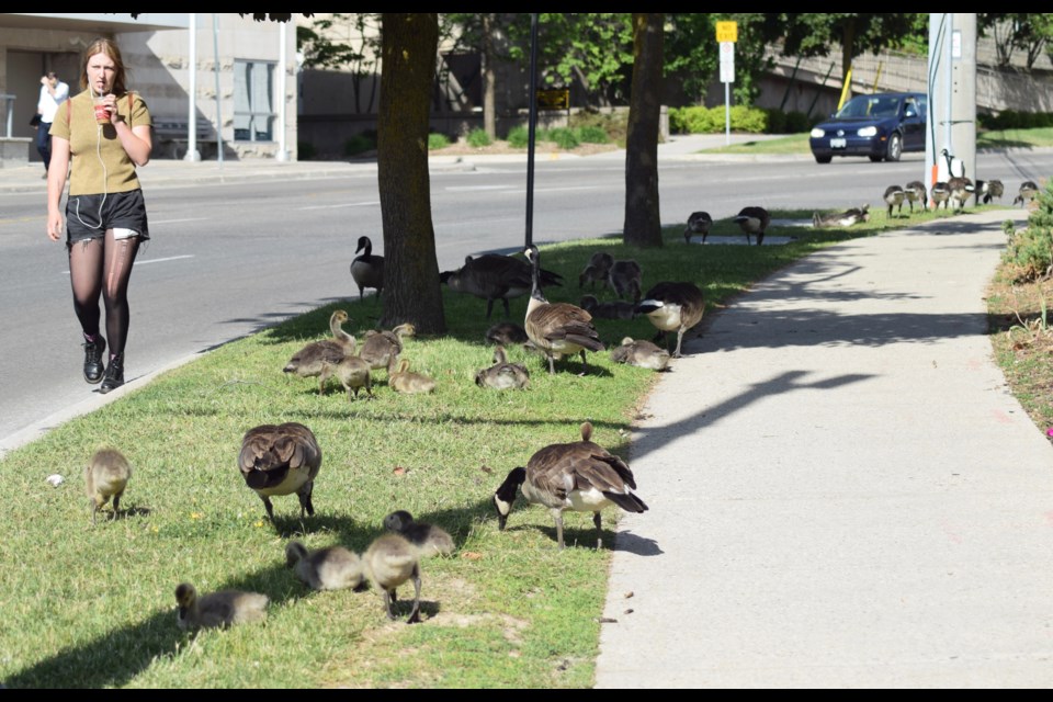 Pedestrians have to go around the geese that are feeding along city sidewalks. This is Wellington Street across from the Sleeman Centre. 