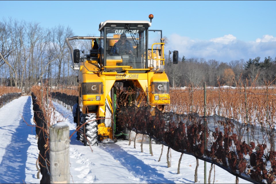 Harvesting grapes for icewine at Henry of Pelham in Niagara. Owen Roberts for GuelphToday