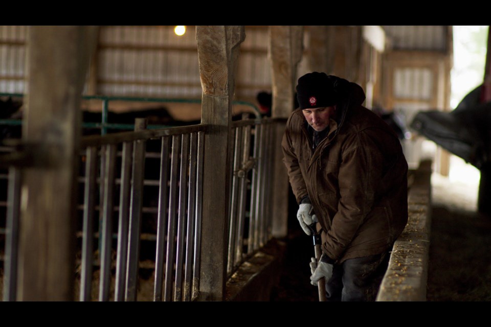 Joe Hill, president of Beef Farmers of Ontario at work on his cattle farm in the Fergus area. Photo provided