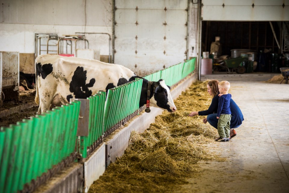 Mapleton Organic Dairy - Rural Romp 2016