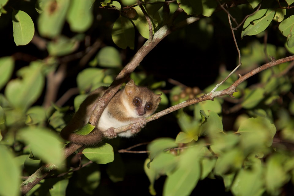 11-mouse lemur_T Steffens