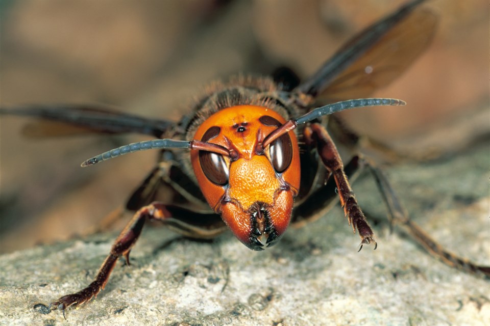 The giant Asian hornet, also known as the 'Murder hornet.' Submitted photo