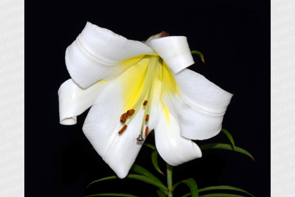 Creelman lilies can be found at Royal Botanical Gardens in Burlington, Ont.