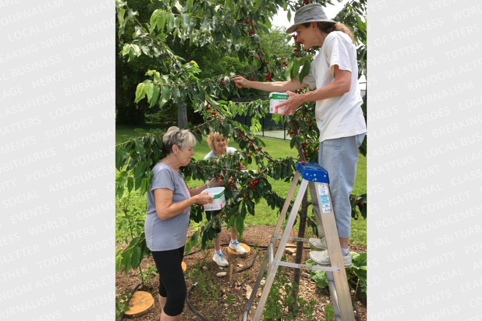 Harvesting their first crop of cherries: Wendy Jamieson, Carole-Pines and Kate-Anderson from Food Forest Centre Wellington. 