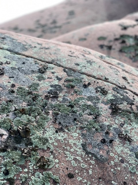 Lichens in Georgian Bay. Barb Minett photo