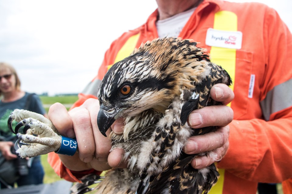 A four week old osprey chick has a new band and is ready to go back up to the nest at the Shand Dam in Belwood. Dan Gray for GuelphToday.com
