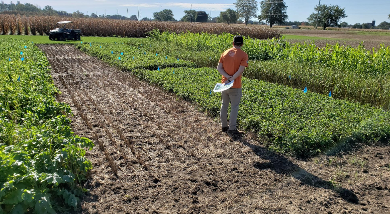 The University of Guelph is in the midst of a long-term research study on the use of cover crops.