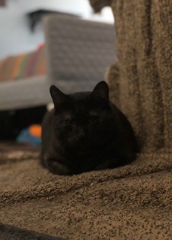 Adopt Me: Bob the black cat (adopted) - GuelphToday.com