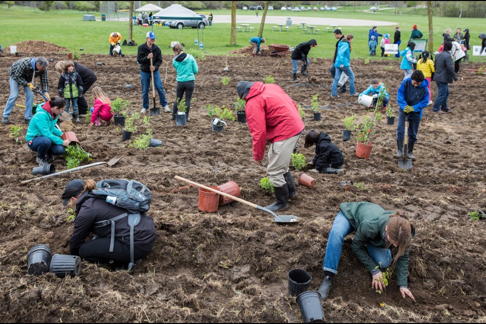 Around 100 people came out to plant the Community Food Forest last May. This year's planting is set for May 17 at University Village Park. File photo courtesy vanessatignanelli.com.