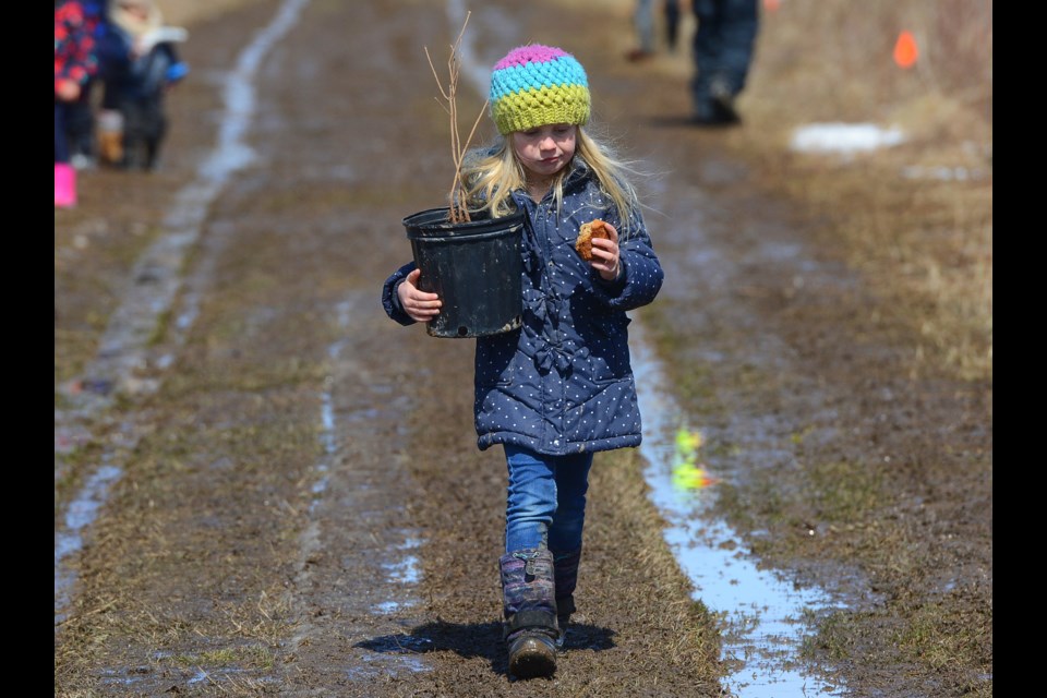 A youngster heads off to plant a tree at the Rotary tree planting event near Guelph Lake Conservation Area Saturday, April 21, 2018. Tony Saxon/GuelphToday