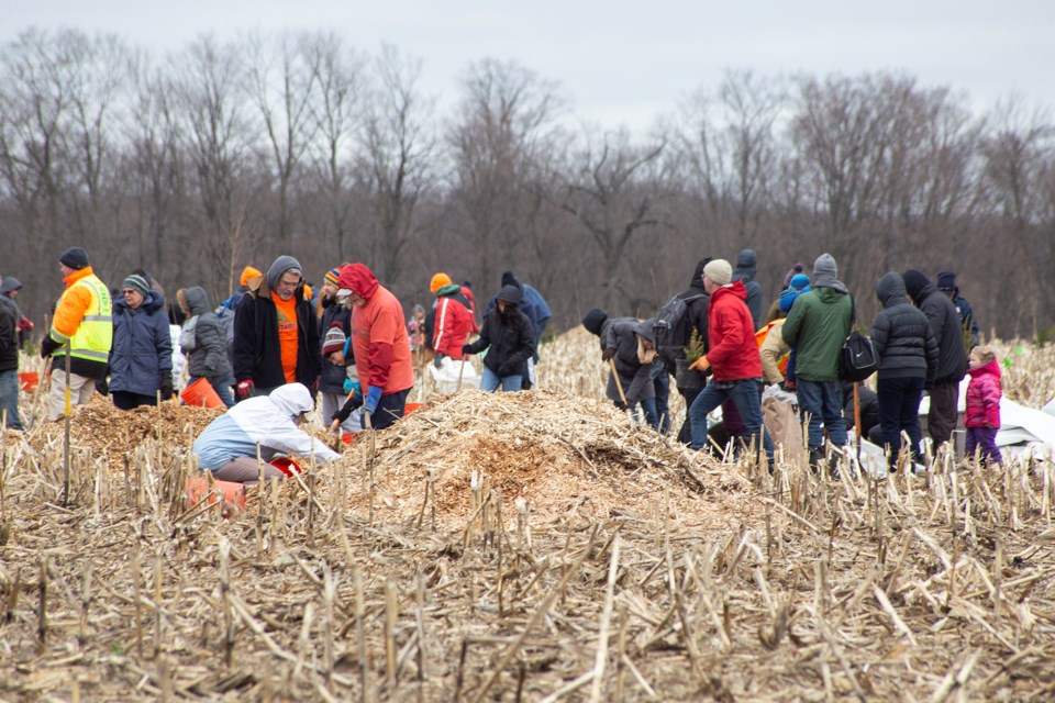 Hundreds of volunteers helped to plant an estimated 6,800 trees Saturday at Guelph Lake Conservation Area. Kenneth Armstrong/GuelphToday