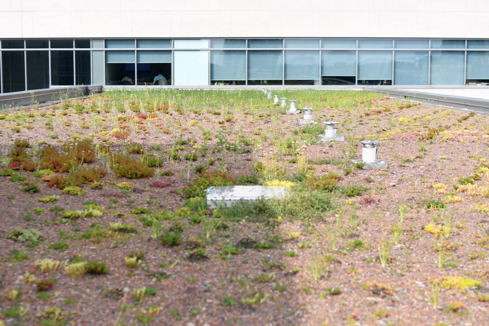 Plenty of windows do look out at City Hall's green roof. Rob Massey for GuelphToday