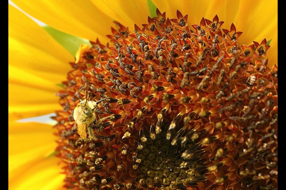 A bee feeds on a flower. Photo by Troy Bridgeman for GuelphToday. 